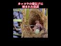 遺伝子に組み込まれた策略――カッコウが千年にわたり受け継いでくる巣寄生の騙し絵 #鸟类科普 #动物世界 #カッコウ #ヨシキリ #動物を大切に