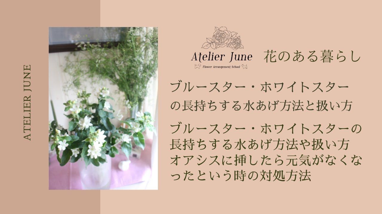 ブルースター ホワイトスターのマーブルホワイトの長持ちする水あげ方法と扱い方 Youtube