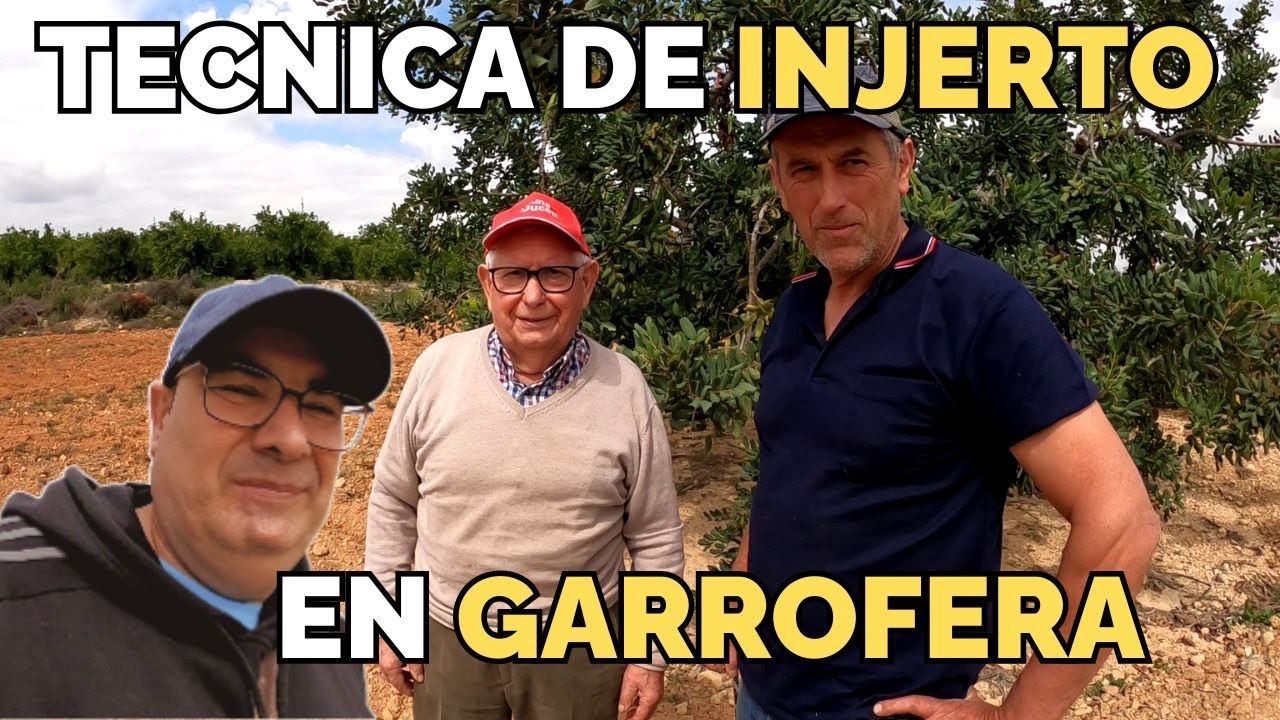 INJERTO DE ESCUDETE EN GARROFERA
