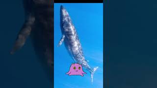 Sei whale!!! #whale #marinelife