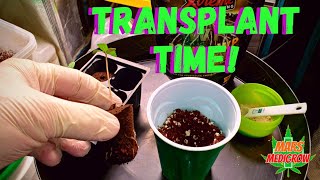 Week 1 Seedling Update + Transplanting into #DWC and Solo cups #MarsHydroTS600 #MarsHydroTS1000