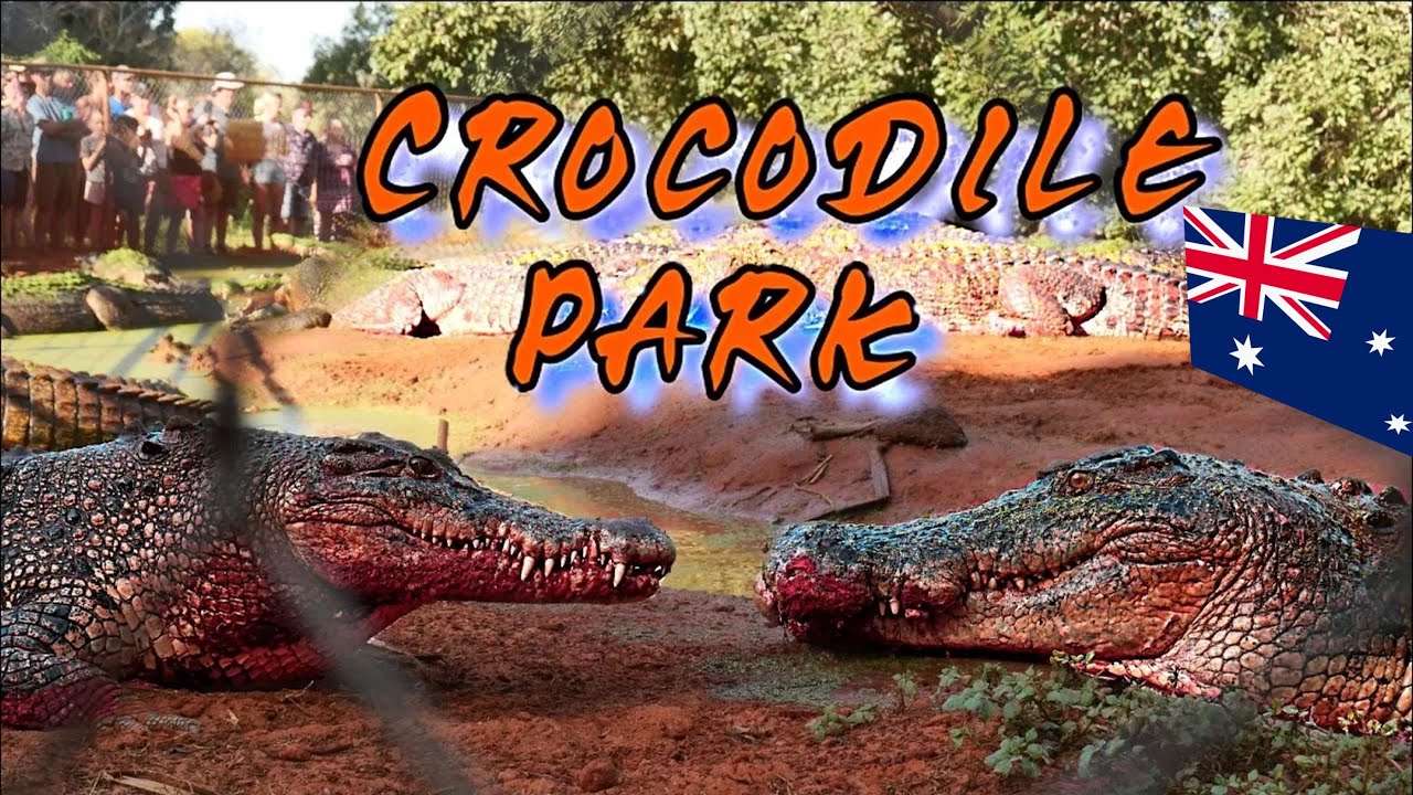 Крокодиловый парк Малкольма Дугласа: встреча с крупнейшим хищником на Земле