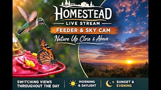 Homestead Live Stream 🌄🐦 | Feeder Cam, Sky Views, Nature Sounds & Soft Classical Music screenshot 5