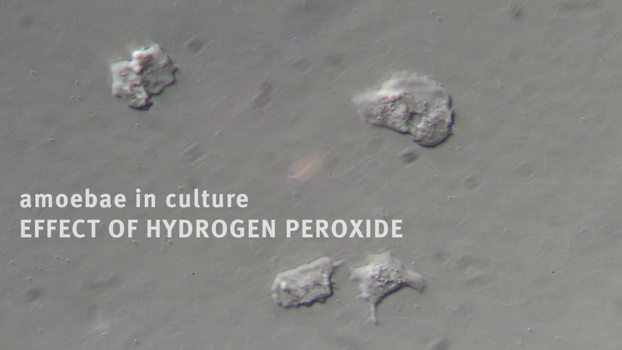 Recent fish health research at Marine Scotland Science