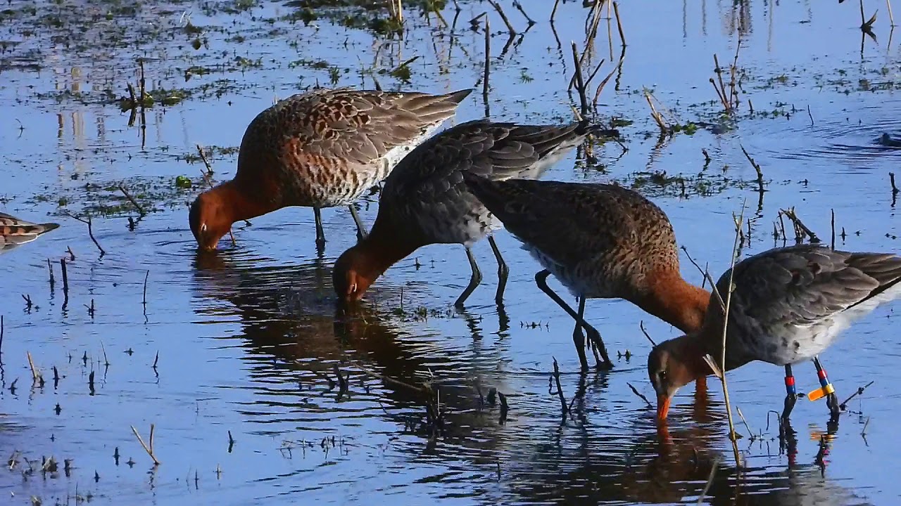 Grutto's eten super snel | Zelf geschoten | Vroege Vogels