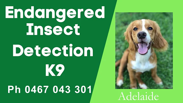 Endangered Insect Detection K9 Adelaide South Australia