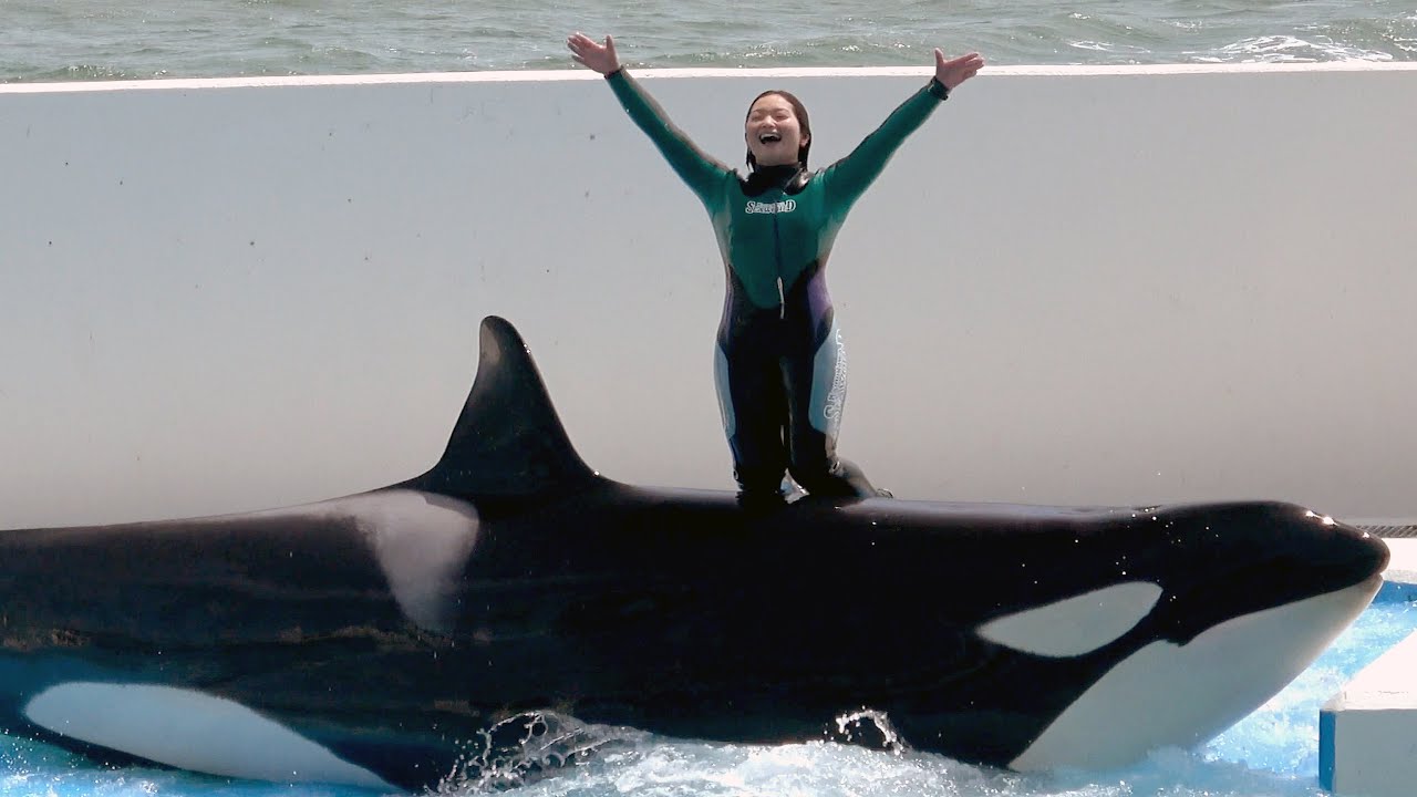 Killer Whale Orca Show в Японии. Мир моря Камогава. 2 【4K】