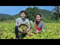 Harvested Melon From Natural Farm For Tasty Dessert - Cooking With Sros