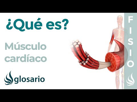 Video: ¿Dónde se encuentra el músculo cardíaco?