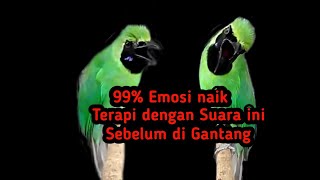 Masteran untuk meningkatkan EMOSI Cuca ijo.