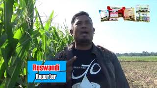 PADI JAGUNG NYA PAK ATMARI BUAHNYA JADI DUWIT KARENA HANAMARU