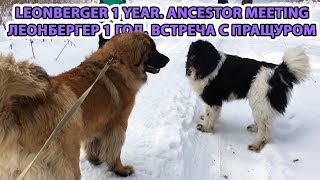 Leonberger 1year 74kg. Леонбергер 1 год 74кг by technical.директор life 3,765 views 6 years ago 10 minutes, 15 seconds