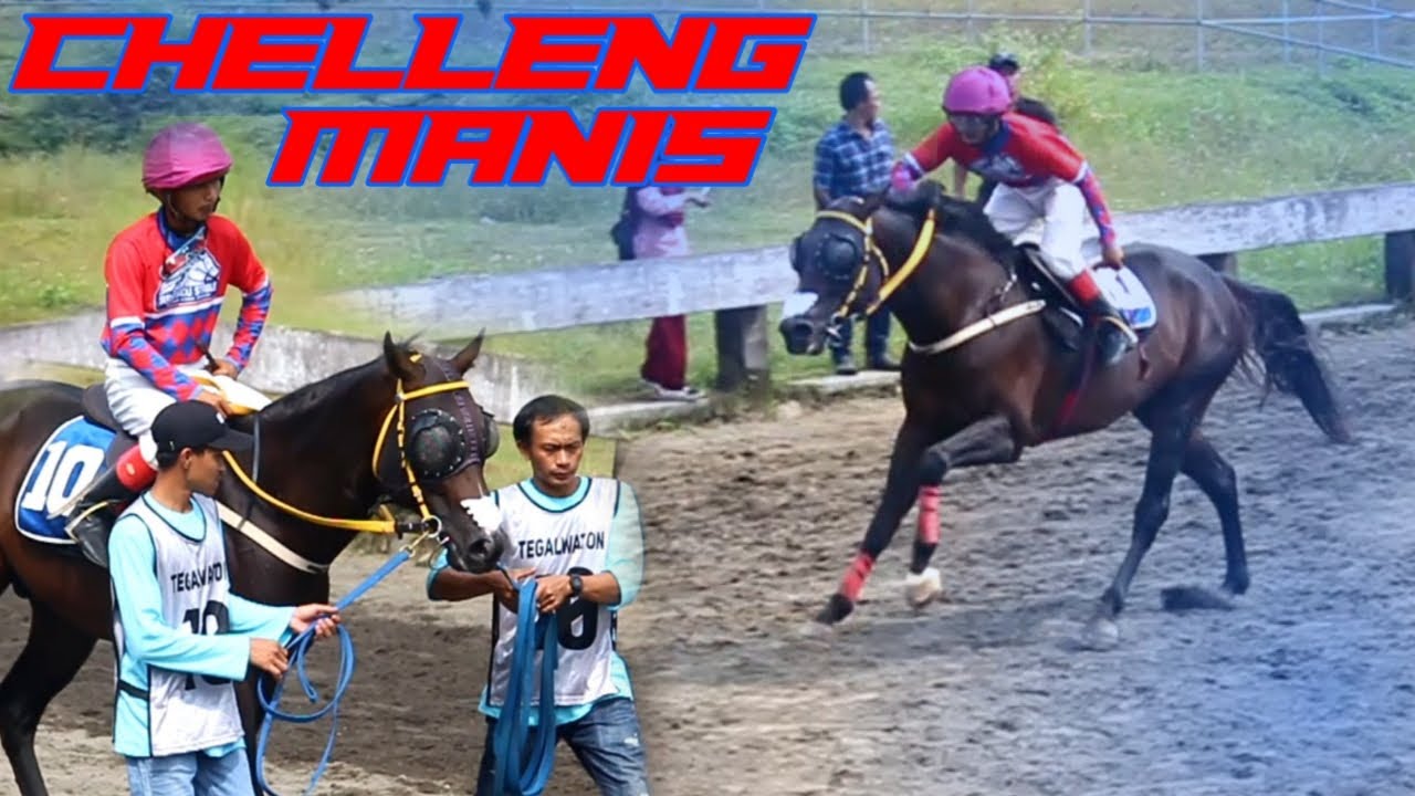 CHELLENG MANIS PECAH TELOR BIKIN HISTERIS PENONTON | SURAMADU STABLE