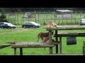 Lion Fight