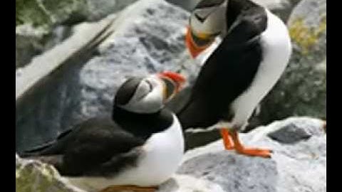 صلاة التراويح 12رمضان 1436 حي كعبوب سطيف 2015 للقارئ قويدر بن رزقة