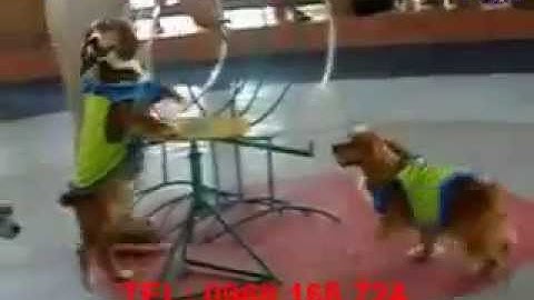 Cho thuê xiếc chó, cho thuê xiếc chó trung thu LH:0968 168 724