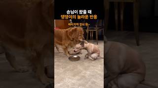 손님이 왔을 때 댕댕이의 놀라운 반응