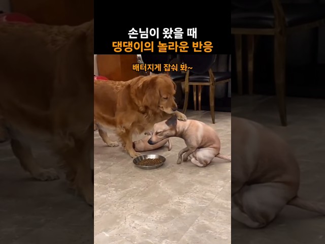 손님이 왔을 때 댕댕이의 놀라운 반응