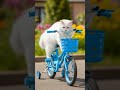 cuty trying ride cycle.. ❤️
