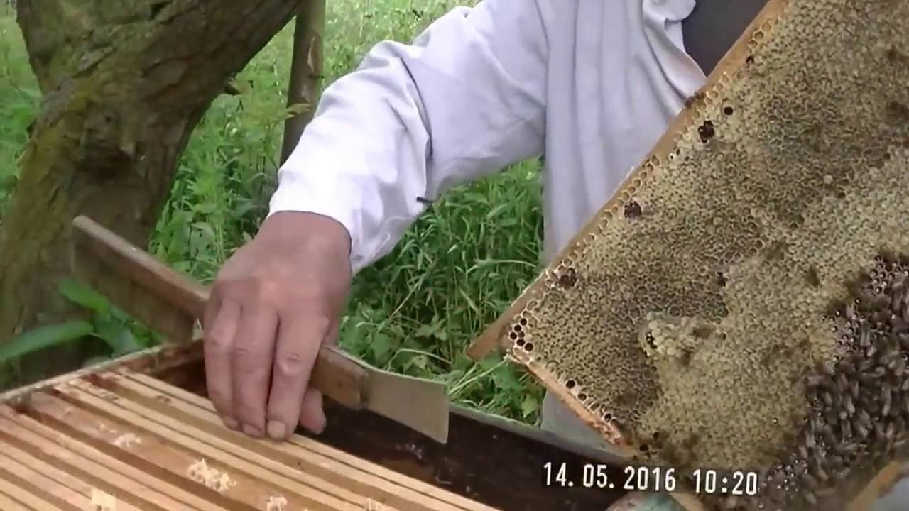 Pszczelarz Przelał 30l Miodu Do 40 Słoików Litrowych I Półlitrowych Pszczelarz witruoz 14 maja 2016 - YouTube