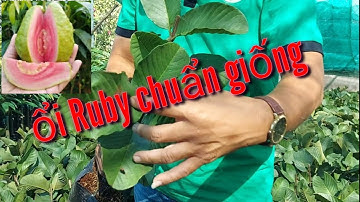 Ổi Ruby Chuẩn giống Trồng mau phát Triển Cho trái nhiều 💥Trung Tâm Cây Giống💥[ Zalo : 0345679887 ]