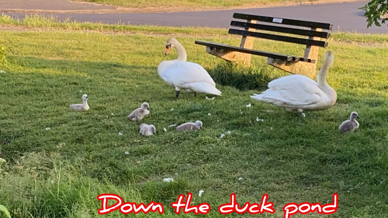 Down The Duck Pond YouTube