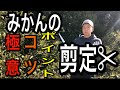 みかんの剪定　これであなたもプロだ！？