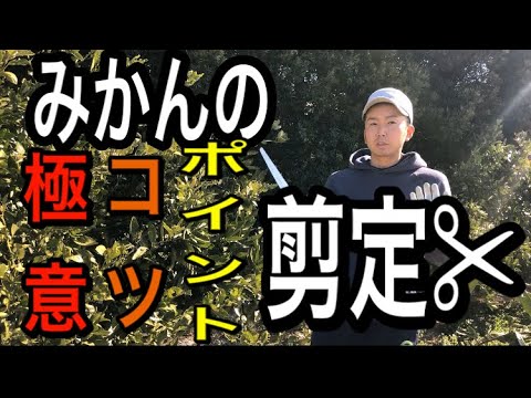 みかんの剪定 これであなたもプロだ Youtube