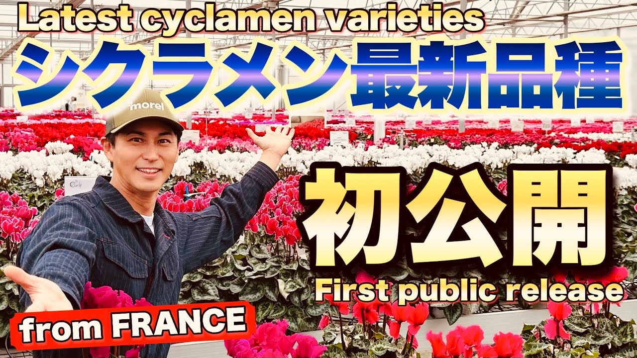 【シクラメン最新品種】香りのするシクラメンから冬最強の原種系まで|世界初公開も【モレル】