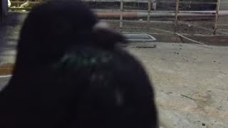 #Pigeons.Почему у голубей зоб надувается и что делать.