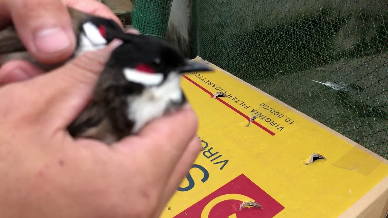 Chào Mào  Bổi Trà Bồng QUẢNG NGÃI | 20c LH 0963334102