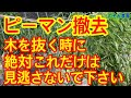 【ピーマン】収穫終了。撤去する時に絶対に確認して欲しいことです。後作に影響が出ます。