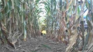 Chopping Corn 2010