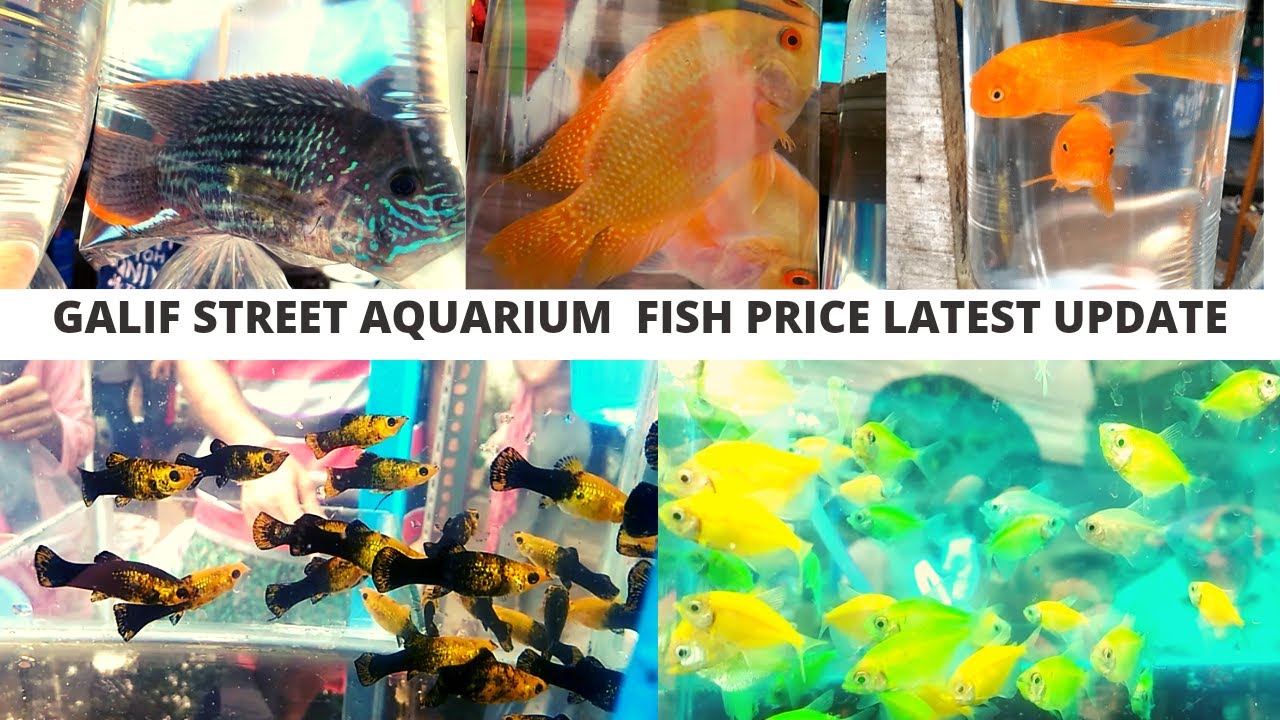 GALIF STREET FISH MARKET PRICE AQUARIUM FISH PRICE IN INDIA GALIF