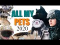 ALL OF MY PETS IN ONE VIDEO 2020 | EMZOTIC (And Huge Life Updates)