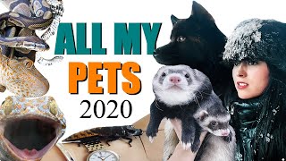 All Of My Pets In One Video 2020 Emzotic And Huge Life Updates