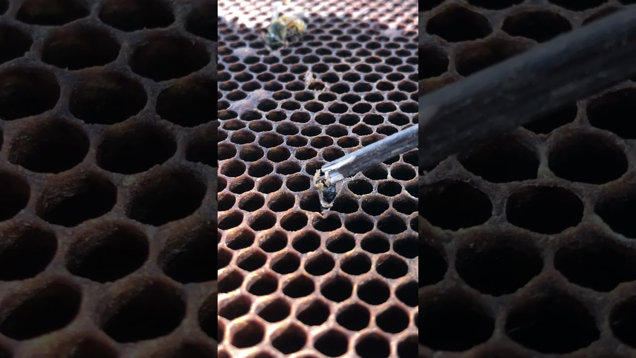 Worker Bees Hard at Work 🐝 | Hive Life Revealed