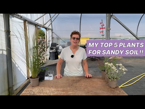 My Top 5 Plants For Sandy/Dry Soil!