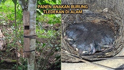 PANEN ANAKAN BURUNG TLEDEKAN GUNUNG DI ALAM