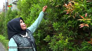 ninik sa'adah   Sebening Embun