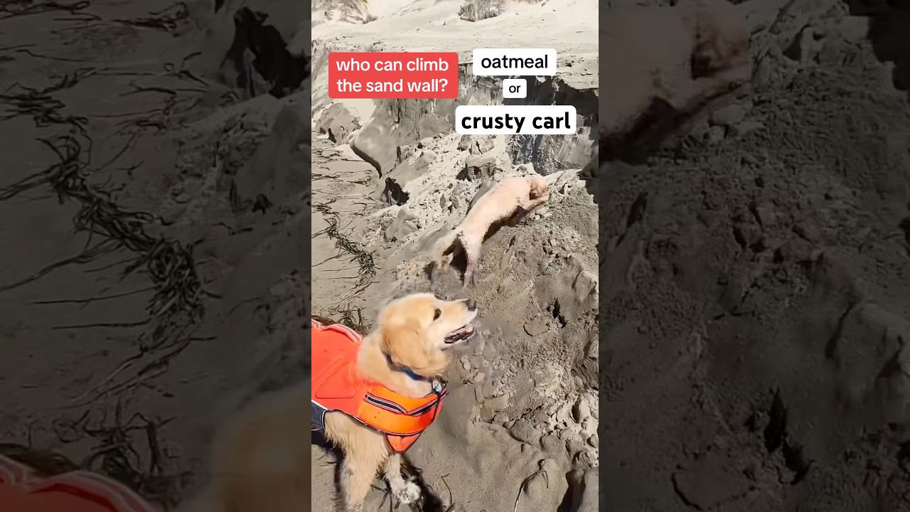 America Ninja Doggos 