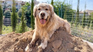 What will a Golden Retriever do when he sees dirt