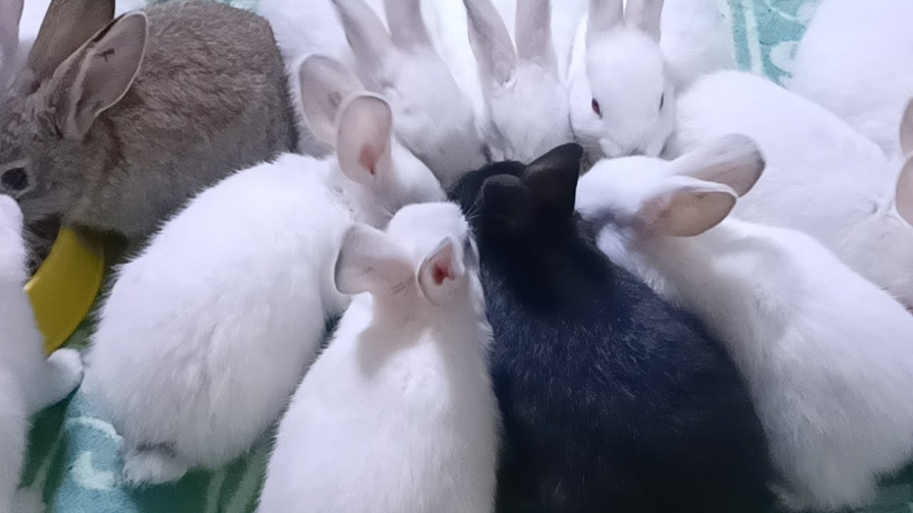 1 Month Old Rabbit Kits YouTube