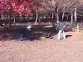Achilles Protection Dog Bite Training - LIPDK9.com Achilles Protection Dog Bite Training - LIPDK9.com