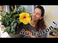 Haul plantes taille des arbustes  sauvetages ficus 