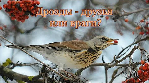 Дрозды - друзья или враги. #птицыПрикамья #птицыРоссии #дрозды