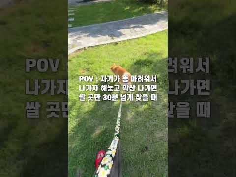 실외배변 견주 공감 thumbnail