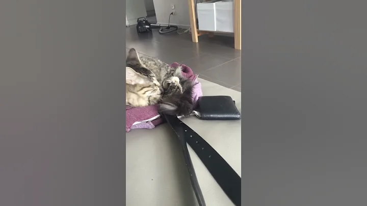 Poor kitten fell asleep on belt and had to pay the...