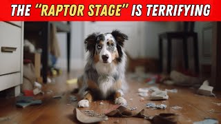 I wish I knew these BEFORE getting an Australian Shepherd by The Smart Canine 46,828 views 3 months ago 10 minutes, 39 seconds