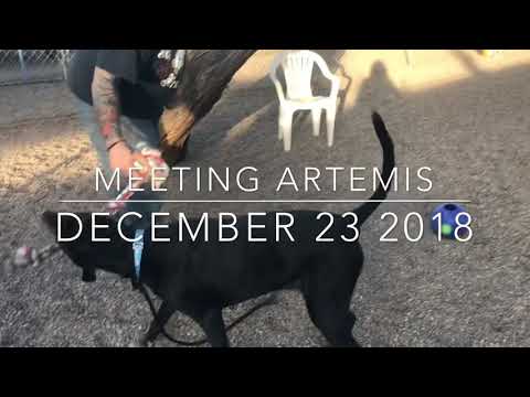 Video: Vietettävä koira, Äì Berlynn